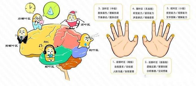幼儿智力启蒙，趣味手指游戏与智力开发的小秘诀