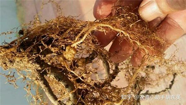 最新治疗根线虫特效药，时代的新希望