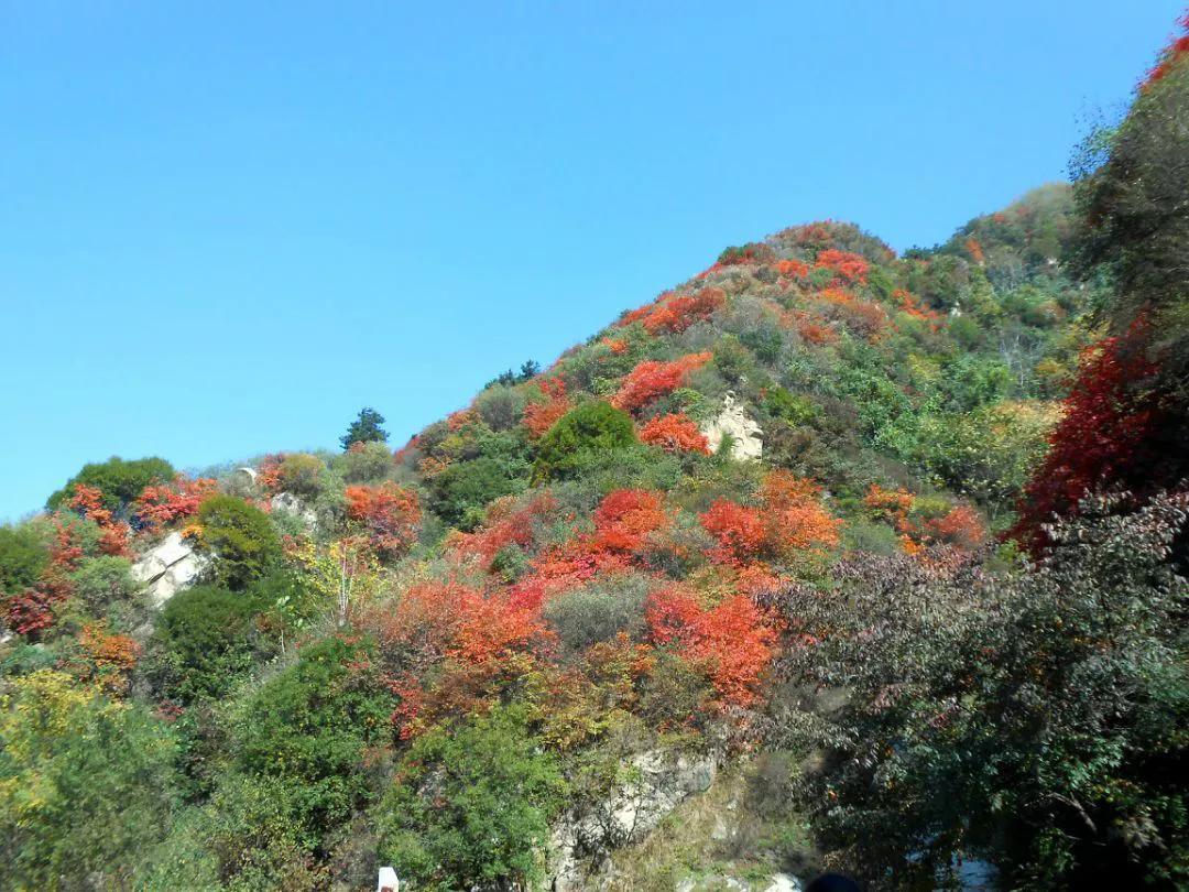 翠华山最新日常，温馨日常故事开启