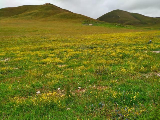 成都至若尔盖路况实时更新,详细指南,适合初学者与进阶用户参考