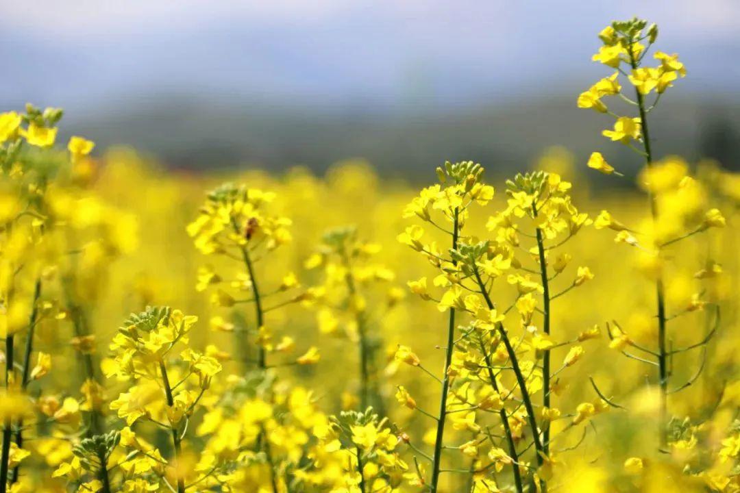 揭开神秘面纱,在线观看天狼电影盛宴!