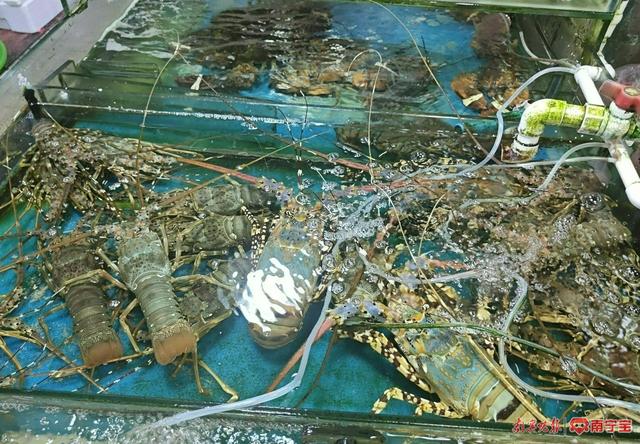 苏州南环水产最新价格动态,市场与自我变化同步调整