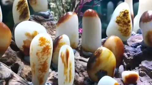 和田玉雕琢时光,见证成长的力量与最新视频风采