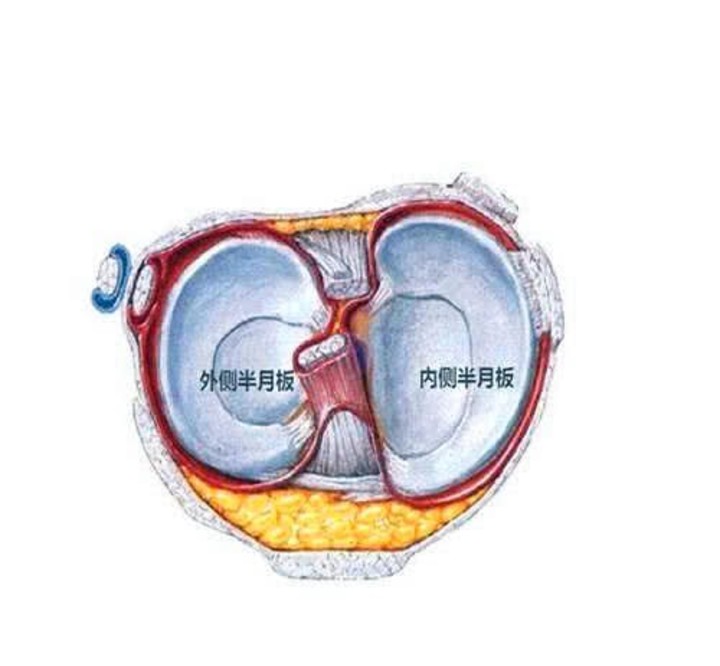 半月板再生最新成果,自然美景中探寻内心平静与新生之路