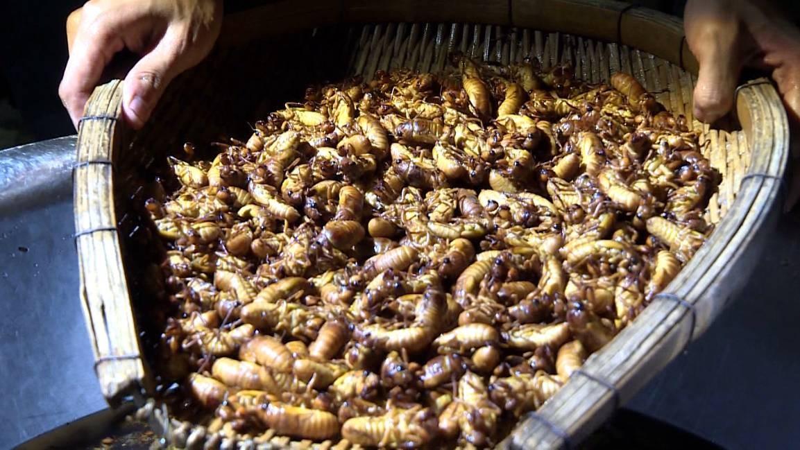 金蝉卵枝最新孵化技术,探索变化,成就梦想之路