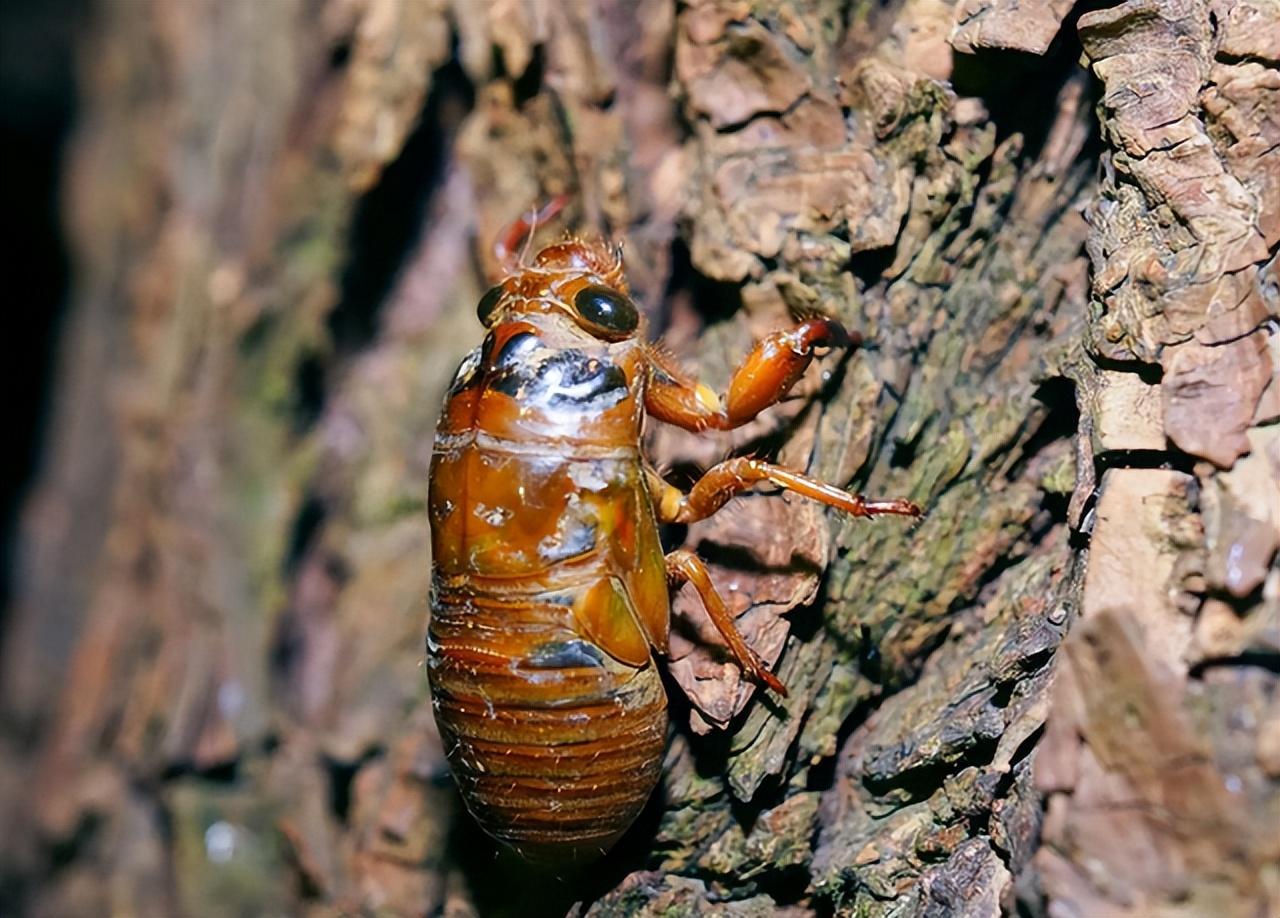 金蝉卵枝最新孵化技术,探索变化,成就梦想之路