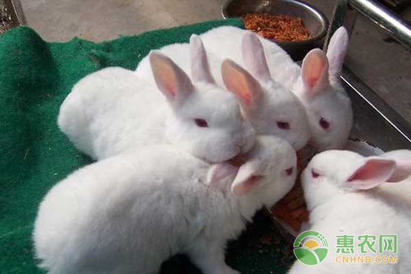 河北尚村獭兔最新价格概览,最新行情一网打尽!