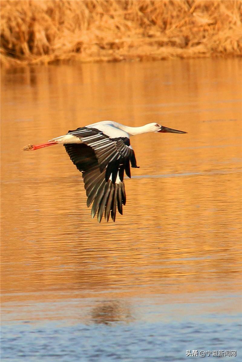中宁县最新招聘，启程探索自然美景，寻找宁静内心乐园