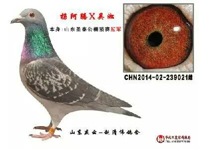 五州公棚最新公告揭秘，友情与陪伴的温暖日常