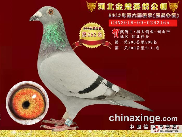 金鼎公棚未来赛事序幕揭晓，最新公告透露未来计划