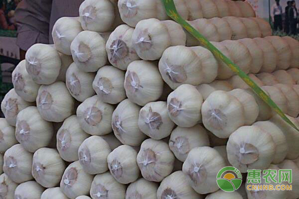 山东莱芜大蒜最新行情报告,价格动态更新揭秘