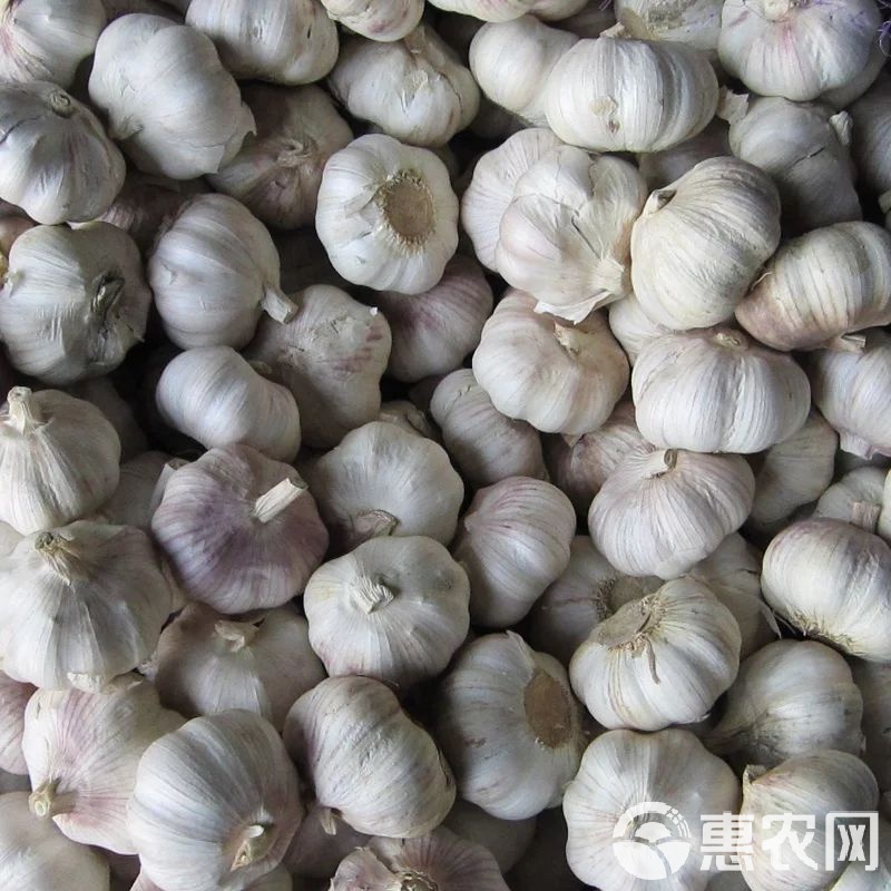 山东莱芜大蒜最新行情报告,价格动态更新揭秘