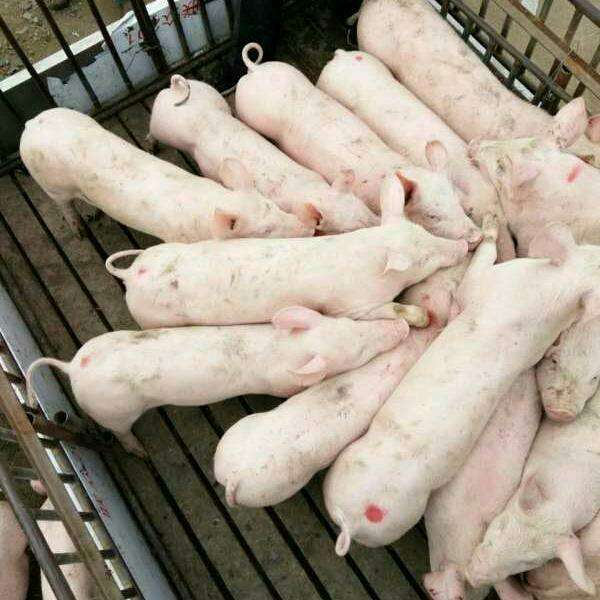 猪仔价格最新动态,今日行情及消息速递📢🐖