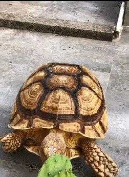 探秘小巷中的宝藏,最新咪爪版本揭秘