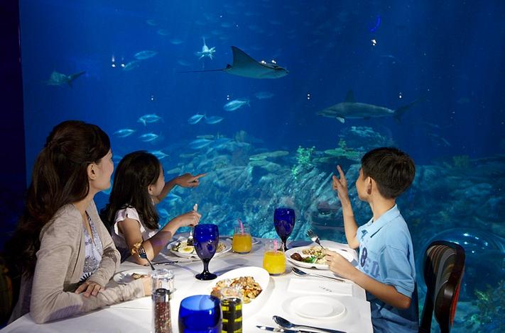 开心水族箱攻略最新分享，水族奇缘的日常趣事与攻略解析
