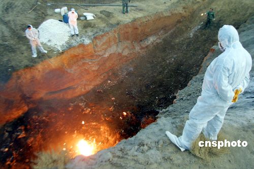 新疆禽流感最新动态更新