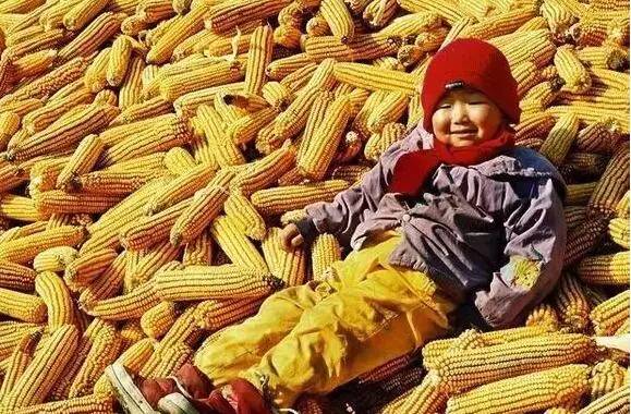 林州玉米最新行情与友情交织的温情故事