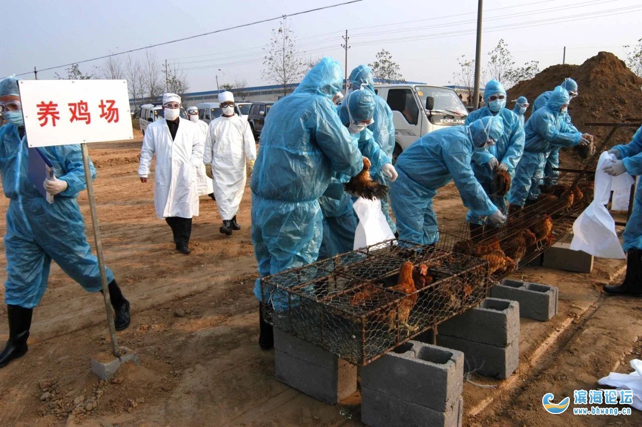 南阳禽流感最新动态更新🔔
