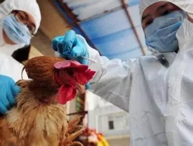 南阳禽流感最新动态更新🔔