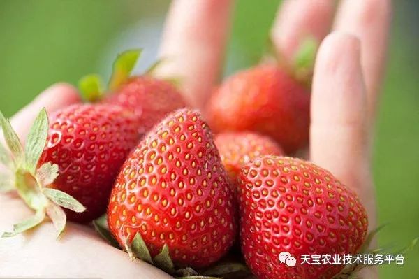 草莓视频合法下载入口及相关内容探讨,遵守法律,远离色情内容的重要性提示