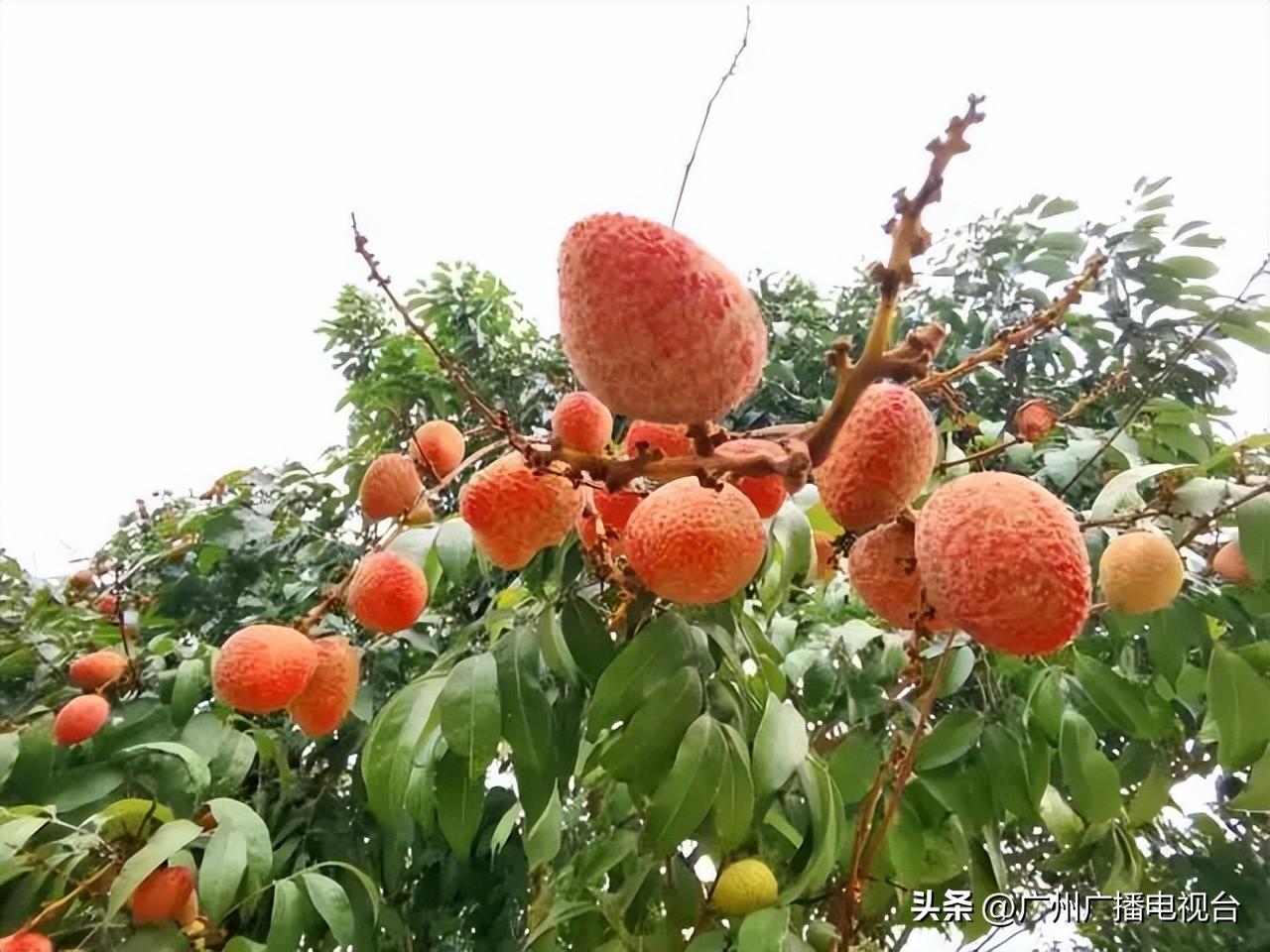 广州最新免摇号车型表,科技重塑出行,梦想车触手可及