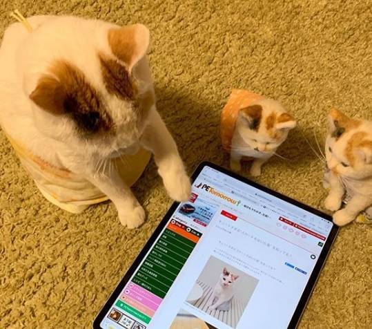 快猫新址分享，友情与陪伴的温馨日常新家园