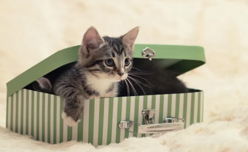 快猫新址分享,友情与陪伴的温馨日常新家园