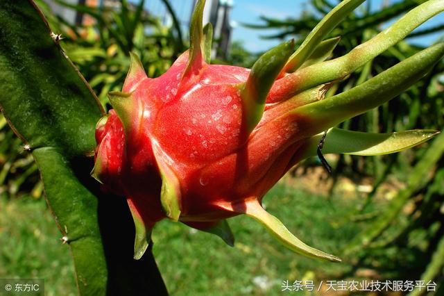 火龙果最新品种揭秘，小巷中的宝藏果实
