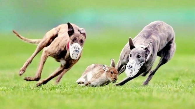 狗撵兔2024年最新故事，追逐与陪伴的温馨日常