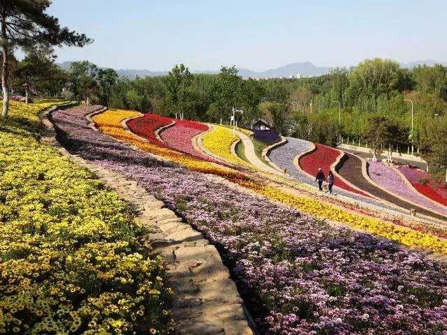 世界之花最新动态，获取产业最新消息与技能学习指南