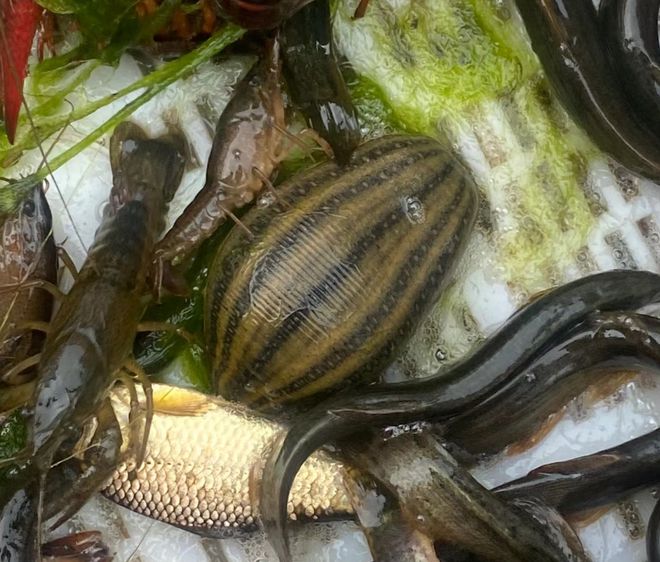 水蛭价格2024最新价格表,水蛭价格2024最新价格表,时代的波澜与市场的波动