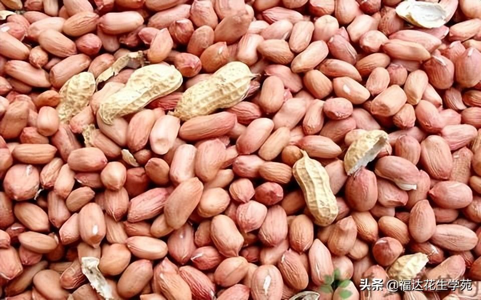 河南正阳花生米最新价格及价格指南