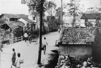 林区改革最新动态,巷弄深处的绿色变革与隐藏瑰宝揭秘