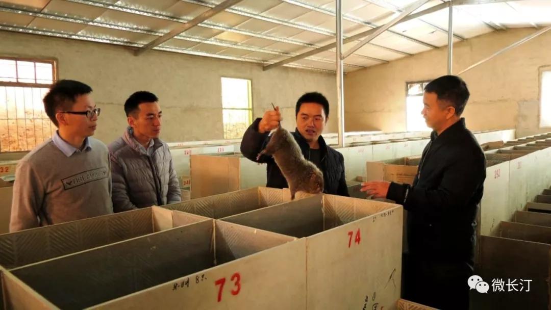 竹鼠舍现代化建设图片，养殖场构建与特色展示