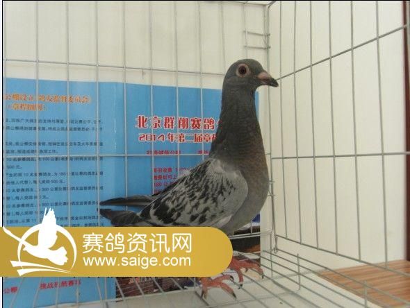 舜峰赛鸽公棚最新公告揭秘，小巷中的隐藏美食天堂等你来探秘！