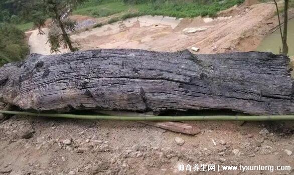 乌木情缘揭秘，价格背后的温情故事与乌木价值解析