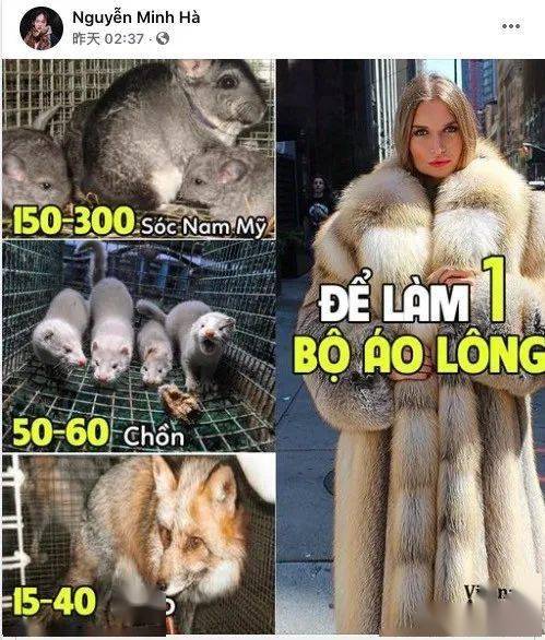 水貂行情展望与小巷深处的时尚宝藏探秘