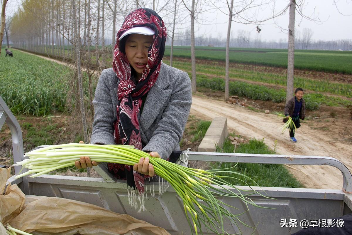 今年蒜苔价格行情深度解析