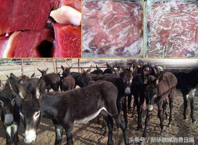 毛驴价格行情，科技引领驴产业变革，重塑体验新篇章