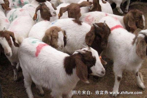 今日活羊市场价格深度解析与探讨