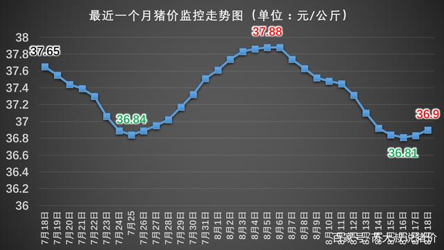 今日猪价行情深度解析与走势预测
