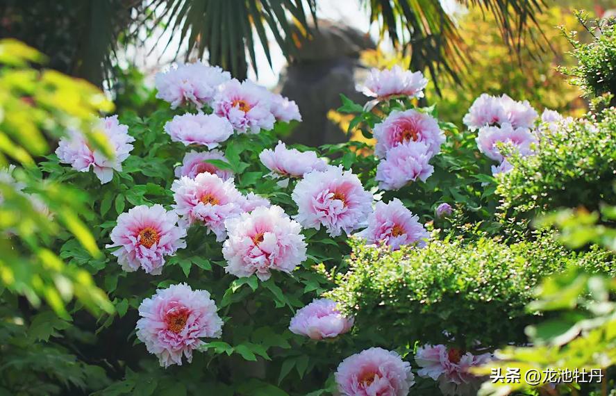 歌咏比赛策划，探寻小巷中的音乐宝藏盛宴