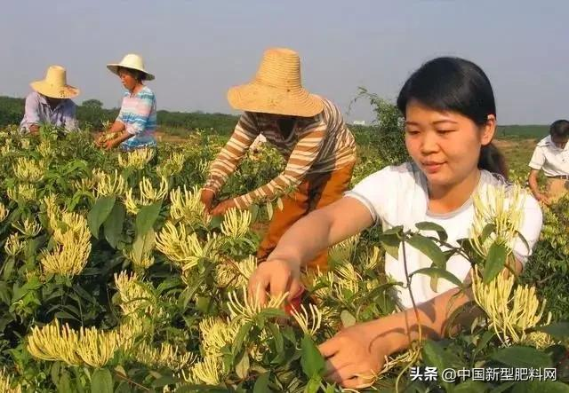 平邑金银花盛夏价格走势揭秘，最新价格与绽放盛况！