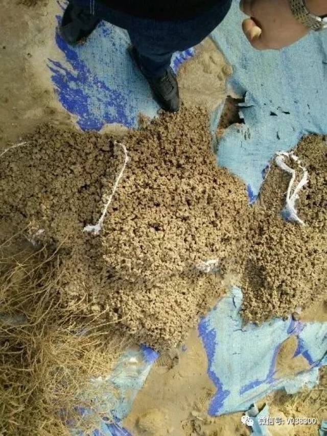 文静新动态，探究现象与影响