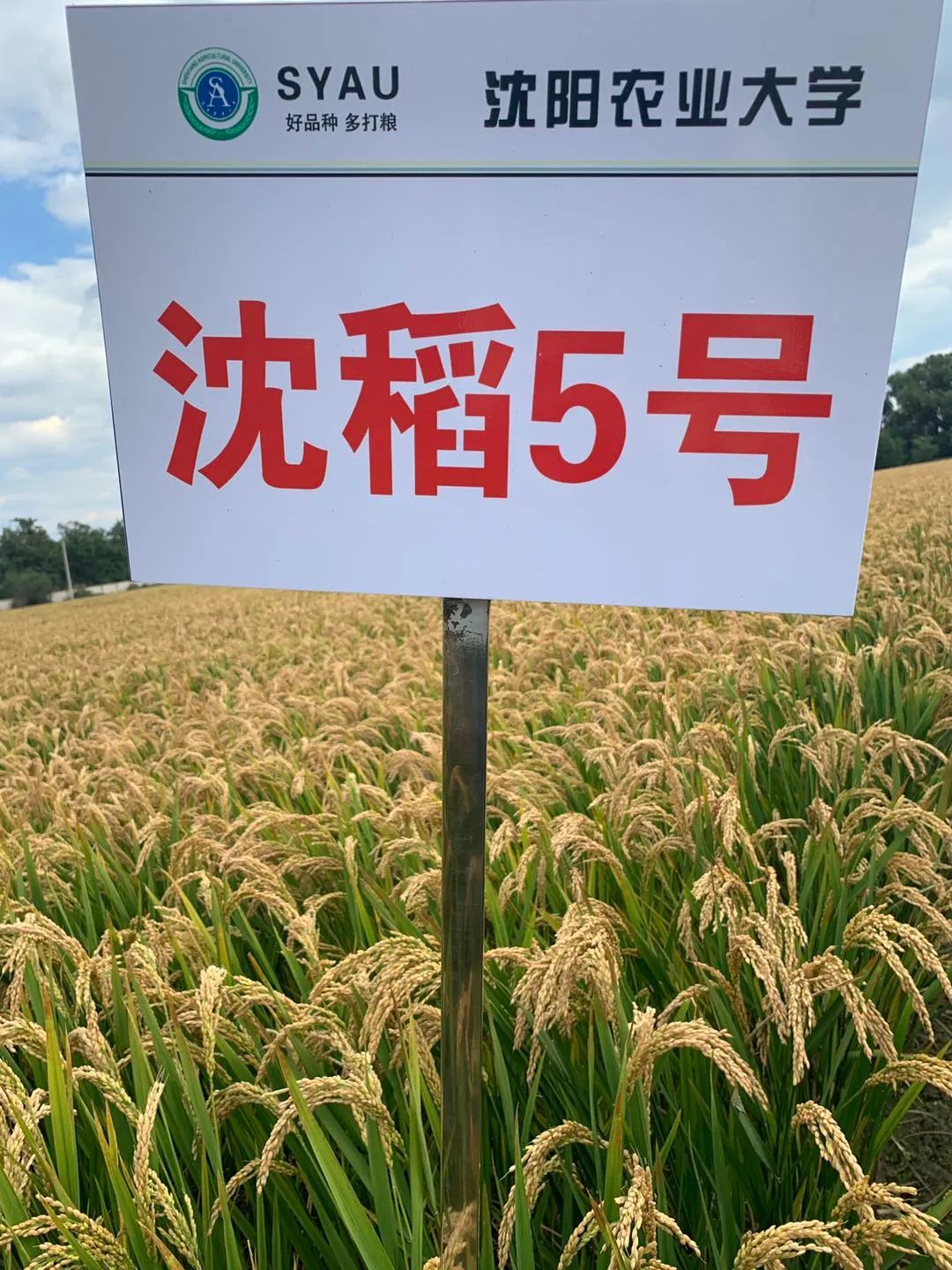 朝阳谷子最新行情与旅行探索，追寻内心平和的自然美景
