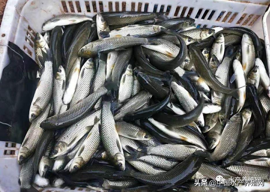 最新草鱼价格走势分析与预测