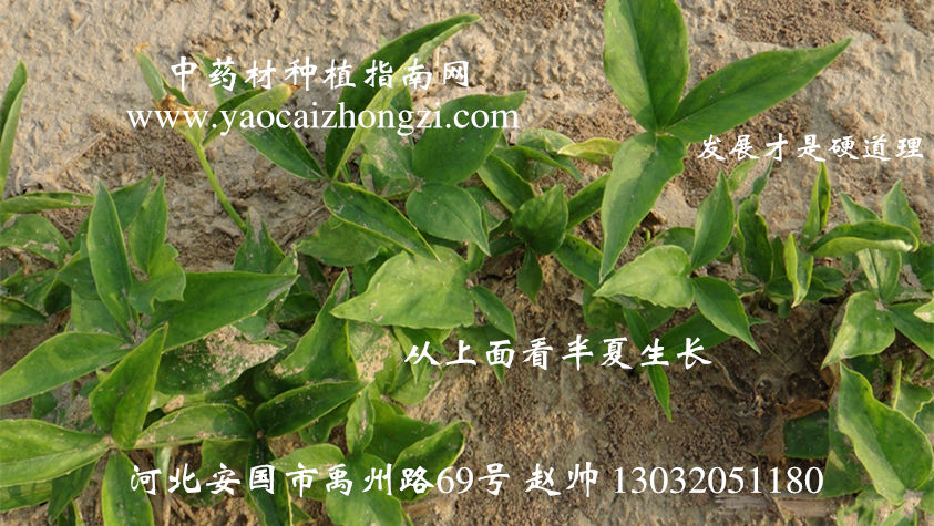 旱半夏最新价格动态，变化中学习，开启未来之路