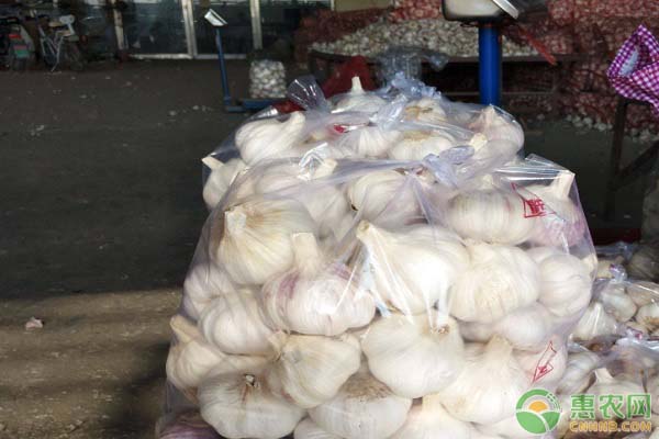 科技重塑金乡大蒜产业，最新价格与未来生活体验