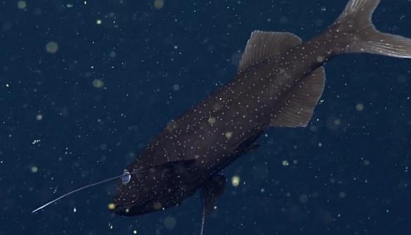 深海水族馆最新版，开启自信海洋冒险，探索未知旅程成就满满