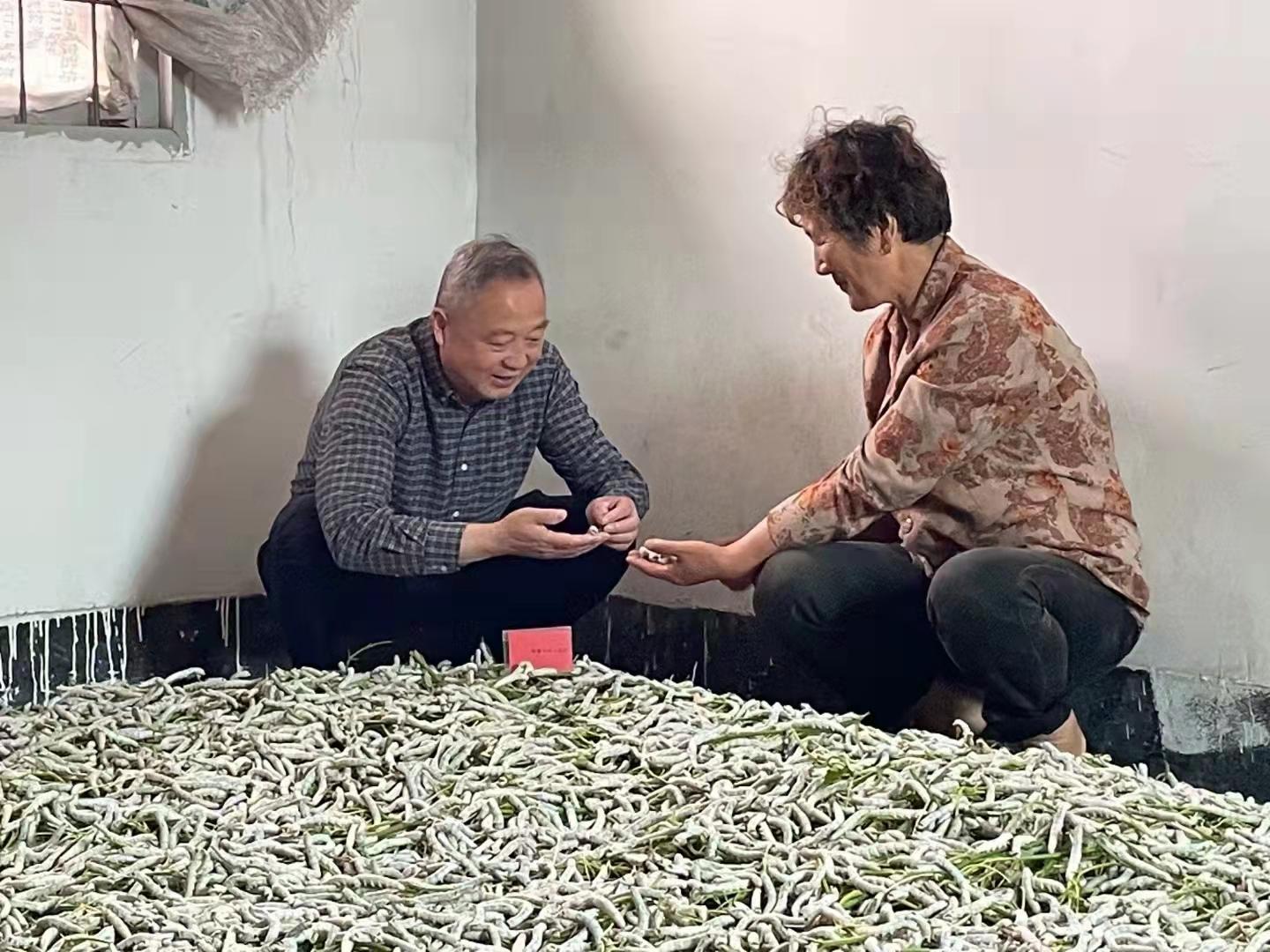 蚕茧最新价格查询指南，详细步骤与最新行情解析